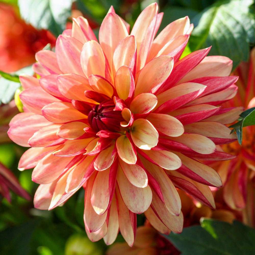 Dahlia 'Crazy Legs'
